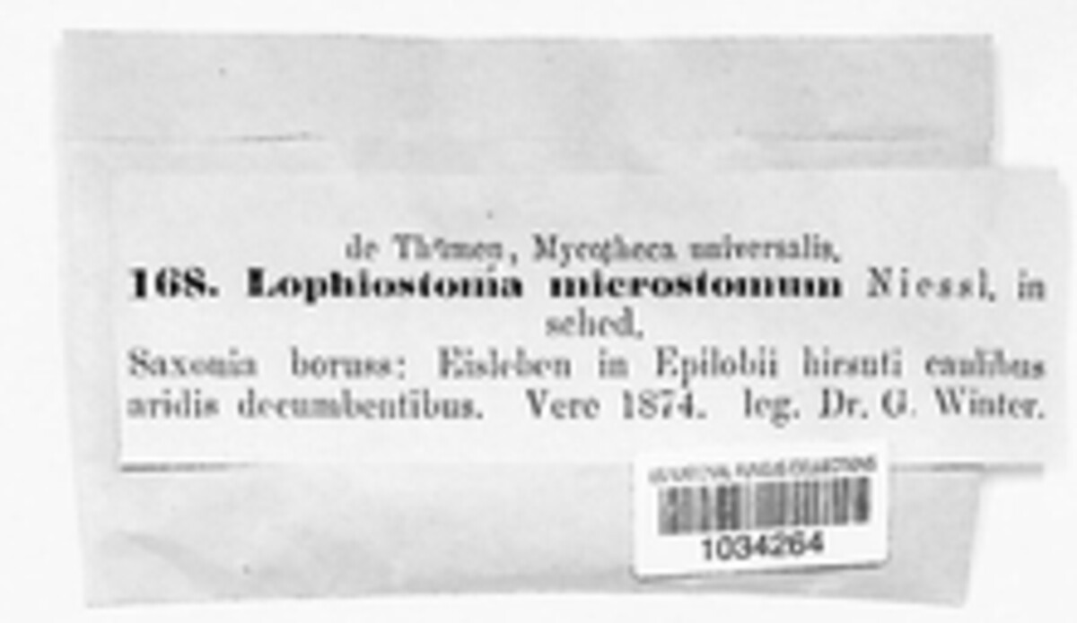 Lophiostoma microstomum image